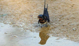 吃瓜老燕子爆料,娱乐圈幕后真相大揭秘